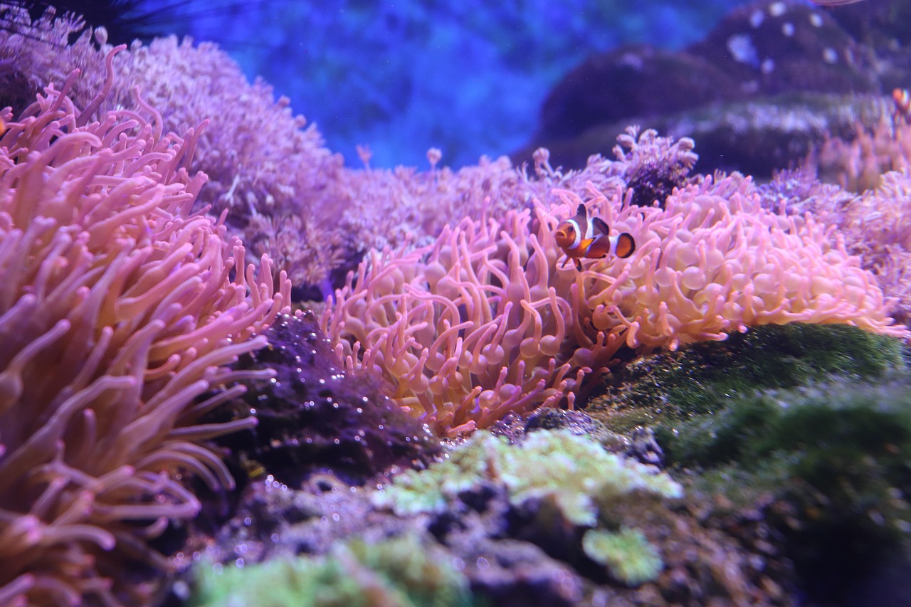 Nemo